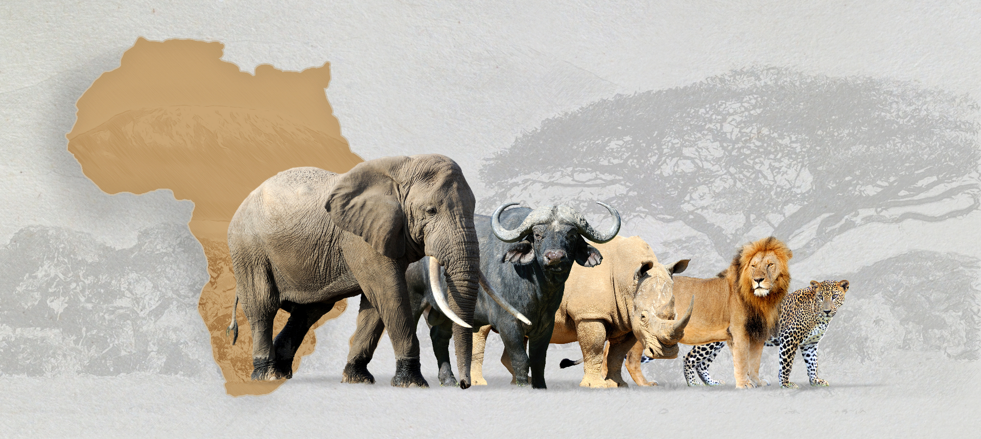 A detailed pencil sketch of the Big Five African safari animals: lion, buffalo, leopard, rhino and elephant, arranged together.