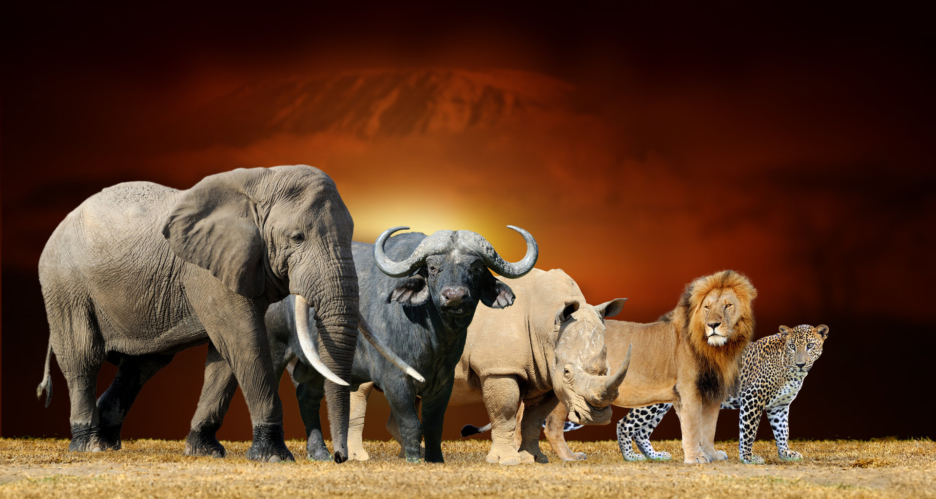 The Big Five African animals, elephant, buffalo, rhino, lion and leopard, standing together on the savanna at sunset.